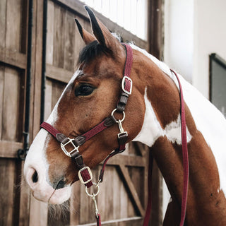 Kentucky Horsewear Plaited Nylon Headcollar - Bordeaux