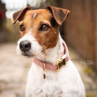 Kentucky Dogwear Velvet Dog Collar - Old Rose