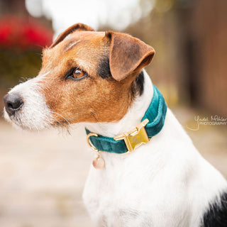 Kentucky Dogwear Velvet Dog Collar - Emerald