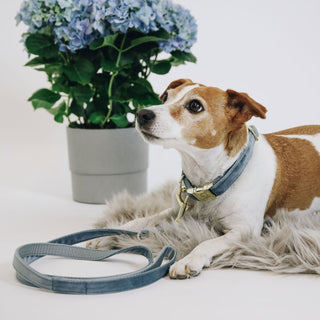 Kentucky Dogwear Velvet Dog Lead - Light Blue