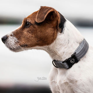 Kentucky Dogwear Reflective Dog Collar