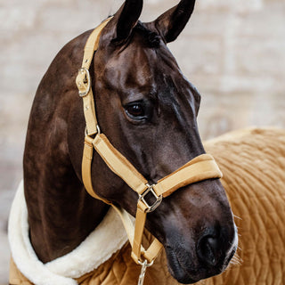 Kentucky Horsewear Velvet Headcollar - Mustard