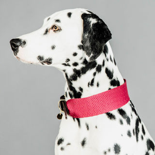 Kentucky Dogwear Jacquard Dog Collar - Pink