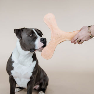 Kentucky Dogwear Boomerang Dog Toy - Peach