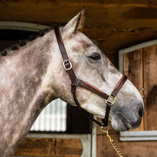 Equiport Padded Leather Headcollar