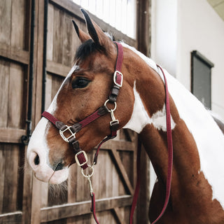 Kentucky Horsewear Plaited Nylon Horse & Dog Lead 2m - Bordeaux