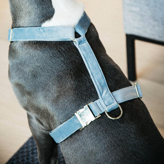 Kentucky Dogwear Velvet Dog Harness Loop - Light Blue